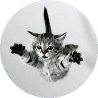 Photo d'un chaton qui tombe.