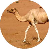 Photo d'un dromadaire dans le désert.