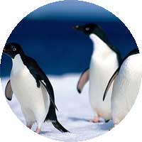 Photo de trois pingouins sur la banquise.