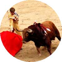 Photo d'un taureau lors d'une corida.