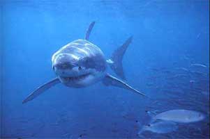 Photo d'un requin dans l'océan.