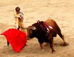 Photo d'un taureau lors d'une corida.